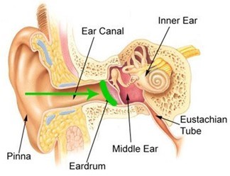 An illustration of the anatomy of a human ear, with arrows pointing to names of internal and external parts of the ear.